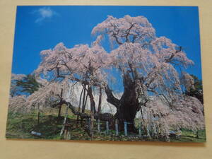 絵葉書　三春のさくら　三春滝桜の春景色