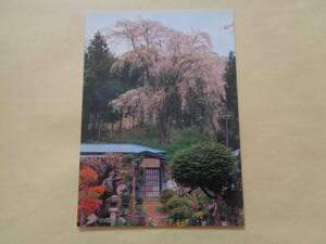 絵葉書　三春のさくら　浪岡邸の枝垂れ桜（南町お城坂）