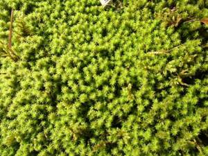 スナゴケ　砂苔１パック　グランドカバープランツ　苔庭　雑草抑制　乾燥・日差しに強い苔