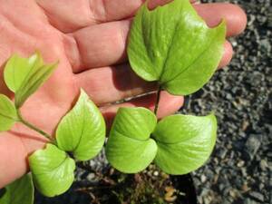 広葉藪蘇鉄ヒロハヤブソテツ１株（ポット）【超希少シダ植物・ビバリウム・テラリウム・シェードガーデニング・壁面庭園