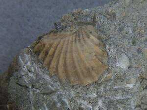 日本産化石　岩手県　白亜紀宮古層群　二枚貝トリゴニアB