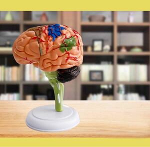 ShopXJ 脳 人体模型 立体 分解 可能 医療 取り外し 解剖 4D モデル (脳)