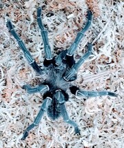 タランチュラ タイ北部産 ビッグブラックヤング Cyriopagopus sp. big black 画像個体！Ｎｏ．１５_画像1