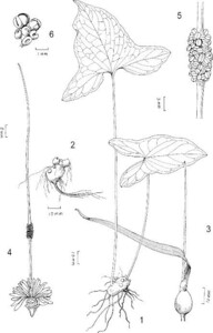 Typhonium jinpingense Honghe テンナンショウ マムシグサ ティフォニウム 原種 熱帯植物 山野草 ウラシマソウ