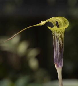 Arisaema muratae Dehong テンナンショウ マムシグサ 原種 山野草 ウラシマソウ