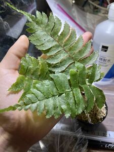 [NM] Hymenasplenium sp. Wiang Pa Pao ホウビシダ 原種 シダ 熱帯植物 水草