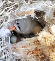 錦花鳥　キンカチョウ　有精卵　5個　放し飼い夫婦　食用卵_画像3