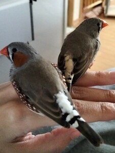 錦花鳥　キンカチョウ　有精卵　1個　放し飼い夫婦　食用卵