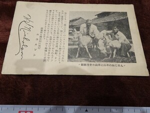 Art Auction rarebookkyoto h708 戦前 朝鮮行きの山羊 絵葉書 1920年 滋賀県 写真が歴史である, 絵画, 日本画, 花鳥, 鳥獣