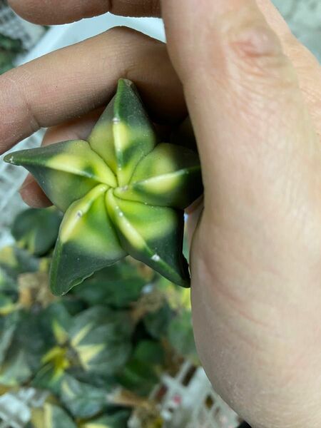 多肉植物　鸞鳳玉 アストロフィツム　 2株