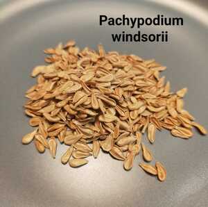 【次回入荷予定なし】10粒 パキポディウム ウィンゾリー 種子 実生