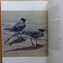 North American Marsh Birds Gary Low、William Mansell(著) 　洋書 古本_画像7