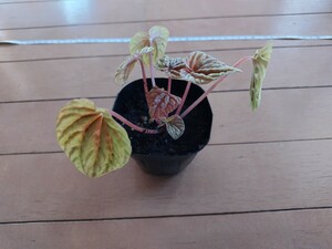 黄色系ペペロミア　　観葉植物　パルダリウム