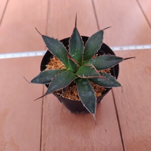 アガベ ホリダ 陽炎 Agave horrida 1株の画像1