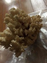 サンゴ、珊瑚、さんご 置物 アンティーク インテリア_画像3