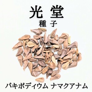 【種子10粒】パキポディウム 光堂 ナマクアナム 種子