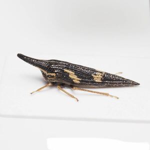 グアテマラのムギツノゼミ Polyglypta costata