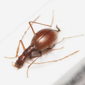 スロベニアのトガリドウクツメクラチビシデムシ Astagobius angustatus laticollis