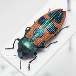 オーストラリアのタマムシ Castiarina sp.