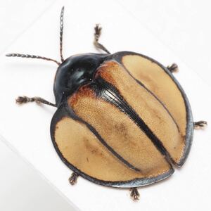 ブローチハムシ 鮮やかな黄色に青みがかった前胸の美しい種 Omaspides nitidicollis?