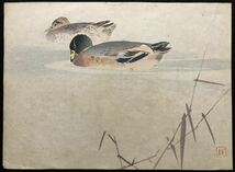 木版画 梶田半古【鴨】明治期 中判 真作 ■ 浮世絵 錦絵 日本画 花鳥画 摺物 Ukiyoe_画像1