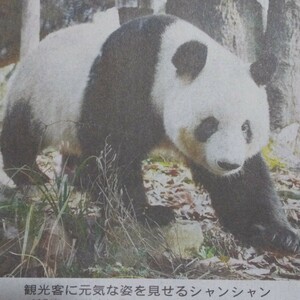 即決 送料120円 読売新聞 シャンシャン パンダ 上野動物園 四川で元気 2024年2月20日(火)