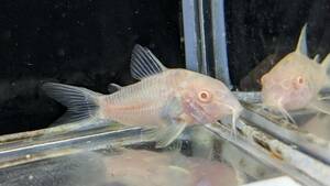 PURE tropical fish * prompt decision! white Corydoras 1 pcs popular standard kind.!a ruby no kind, but very robust ......!!