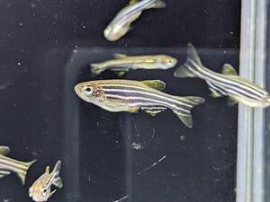 PURE☆熱帯魚 即決！ゼブラダニオ 5匹 黄色と青のストライプ模様が綺麗！丈夫で飼いやすいです！