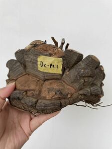 輸入　亀甲竜　ディオスコレア　アフリカ原産　ベアルート　検索 パキプス グラキリス コミフォラ 塊根 ピグマエア　m1