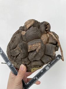輸入　亀甲竜　ディオスコレア　アフリカ原産　ベアルート　検索 パキプス グラキリス コミフォラ 塊根 ピグマエア　m2
