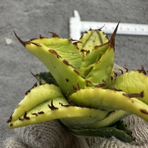 JJ21 白鯨錦 子株 アガベ チタノタ 多肉植物