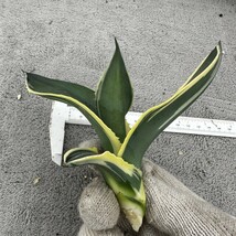 C5 サルミアナ リップルエフェクト 激稀少 極上錦 多肉植物 アガベ チタノタ_画像1