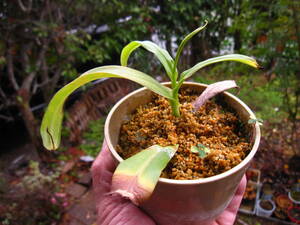食虫植物　N.ベントリコーサ挿し木(希少種）