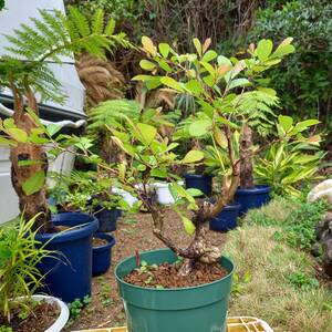 観葉植物　カンコノキ鉢植　7号鉢植　サイズ　横幅　50㎝　奥行　40㎝　高さ　60㎝　未使用