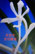 風蘭 富貴蘭 【舌奇離雀花芽付！】セッコク 長生蘭_画像1