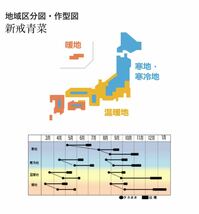 【新戒青菜(しんかいあおな)】 国内育成・採取 家庭菜園 種 野菜 小松菜_画像4