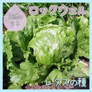 【国内育成・採取】 ロックウェル 家庭菜園 種 タネ レタス 野菜