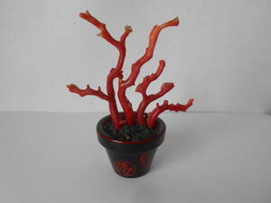 H / 赤珊瑚 原木 ミニ盆栽 ミニチュアの鉢 盆栽 鉢に入った赤サンゴ 中古品