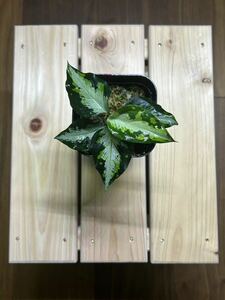 アグラオネマ ピクタム ニルバーシュ AZ0611-3 AZ便 ネームド Aglaonema pictum NIRVASH 観葉植物 熱帯植物 迷彩柄 増殖 