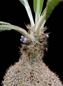 アリ植物 Myrmecodia sp. aff. erinacea Aimas, Sorong, West Papua 実生株 板付け