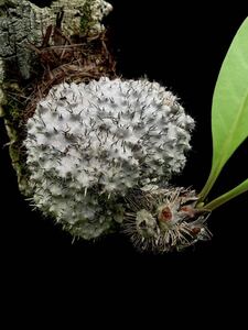 アリ植物 Myrmecodia platytyrea (brown petioles) Merauke, South Papua 実生株