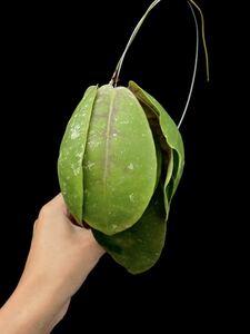 アリ植物 Hoya mitrata Buntok