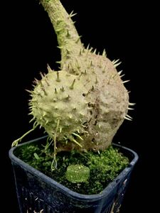 アリ植物 Myrmecodia spec. nov. Irian Jaya (AW)実生株