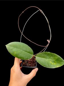 Hoya versteegii Timika, West Papua 天鵞絨のような質感の珍ホヤ