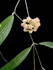 Hoya sp. Bengkulu Sumatra