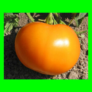 ◆エアルーム・トマト・オレンジ・ビーフステーキのタネ 大玉 固定種 20粒 22年採種◆同梱可能