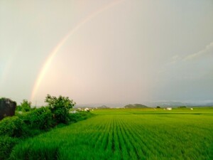 鳥取県産のお米です!