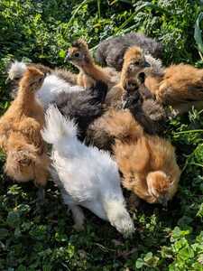 烏骨鶏 　米国シルキー　有精卵６個　食用　３日以内　即決 　/　自給自足　循環農法　庭先養鶏