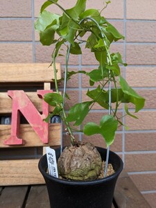 アフリカ亀甲竜 実生 Dioscorea elephantipes ①