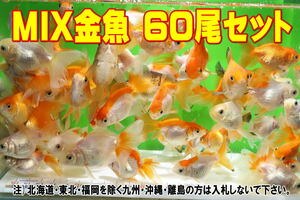 MIX金魚 60尾セット★全長4-6cm前後・大阪産・たくさんの在庫の中から数えてお届け・きんぎょ・おらんだ【お届け地域制限あり】100